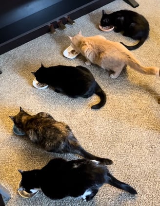 a group of five cats eating food 
