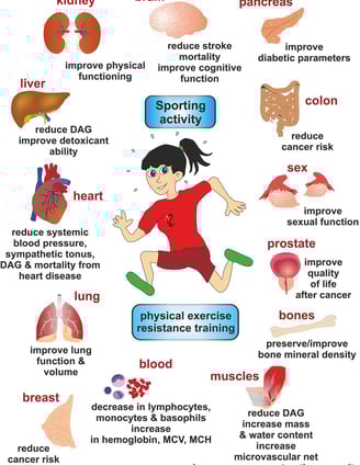 effects of sports, physical exercise, and resistance training on various organs.
