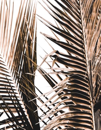 many dry palm leaves