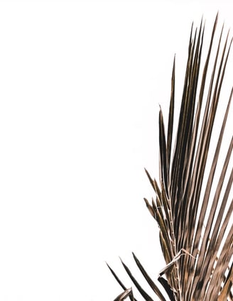 single palm leaf