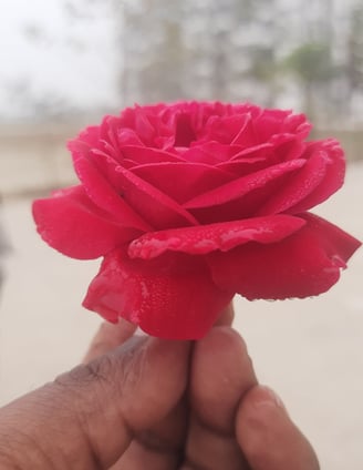 rose pose