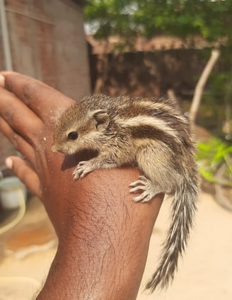 baby squrell