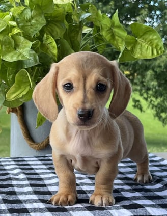 Dachshund Puppies for Sale