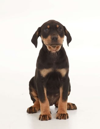 Dogs & Puppies for sale SA - South Africa