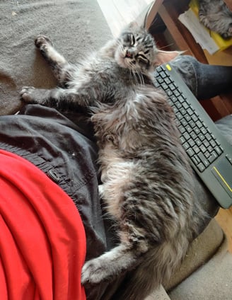 maine coon black silver