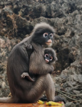 Les Langurs, singes à lunettes, Chumphon