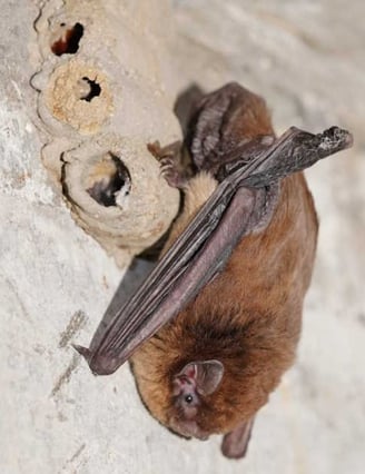 Chocolate Wattle Bat