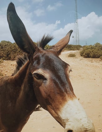 a donkey standing very close to camera