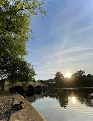 a duck next to a river and a bridge
