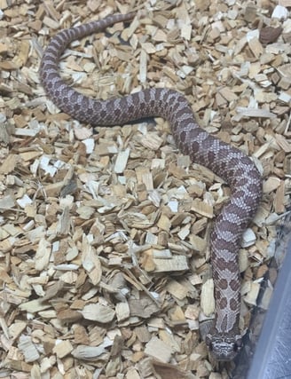 Lavender Hognose