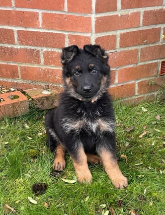 German Shepherd Puppies for Sale