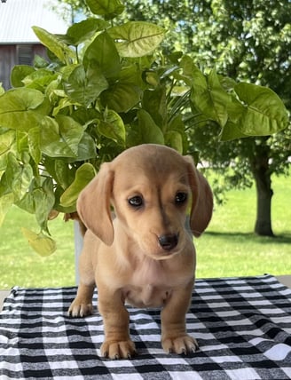 Dachshund Puppies for Sale