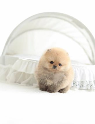 Teacup Pomeranian Puppies for Sale 