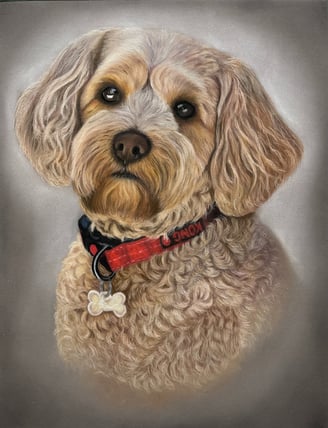 pastel pet portrait, cockerpoo pet portrait