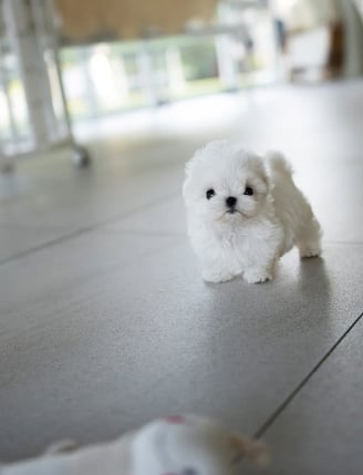 Puppies for Sale 