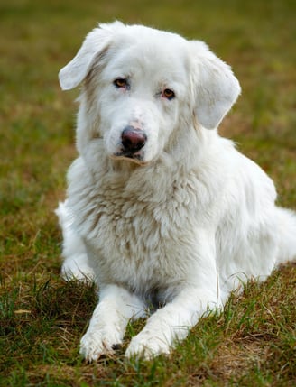 Maremma Sheephound - photo by Gundula Vogel