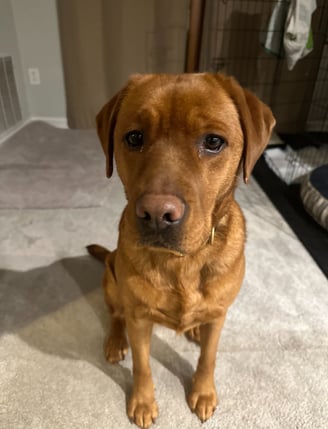 a dog sitting, a bed in the background