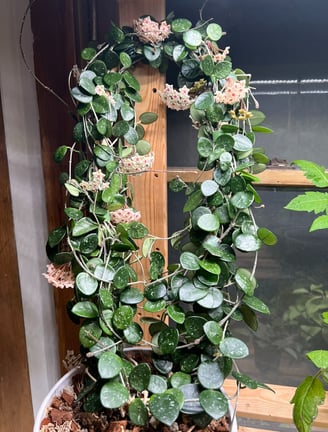 a mature, trellised hoya Mathilde, with multiple full blooms