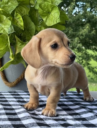 Dachshund Puppies for Sale