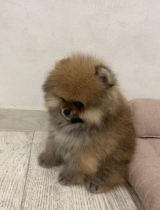 Teacup Pomeranian Puppies for Sale 