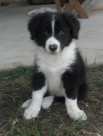 Black and White Puppy Border Collie 