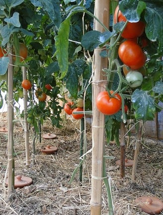 permaculture ollas oyas tomates