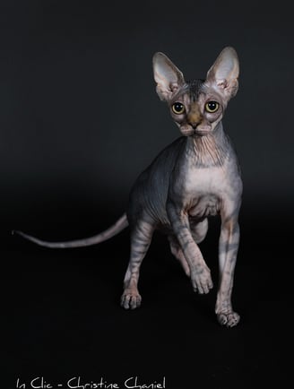 Sphynx en shooting photo