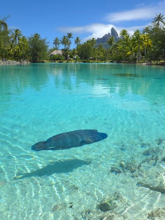 st-regis-bora-bora-lagoonarium-fish