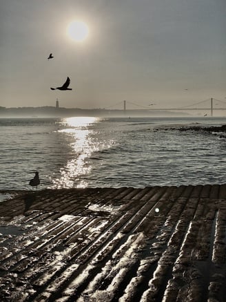 a bird flying over a body of water in sunset