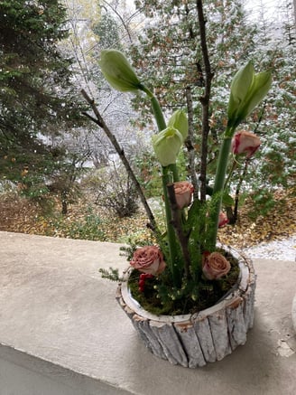 Aranjament floral de iarnă cu amaryllis verde, trandafiri și mușchi, în vas rustic din scoarță.