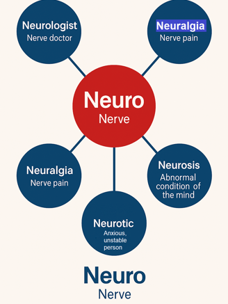 Infographic of Neuro root word showing vocabulary like neurologist