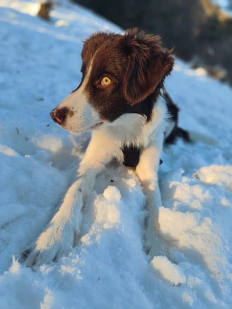 Velcro dans la neige