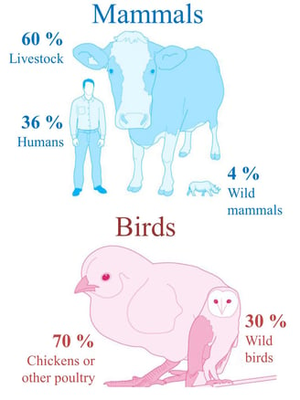 Distribution of biomass in mammals and birds - Human influence is huge