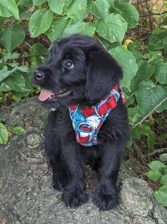 dunkler Hund sitzt auf Holz vor grünen Blättern