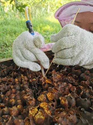 Sarang Sarikelulut mengandungi Bee Bread untuk Gaya Hidup Sihat