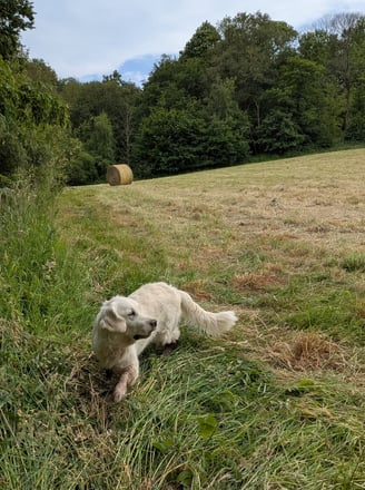 élevage familial dans la campagne de Montfort sur Meu