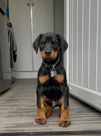 Doberman Puppies for Sale