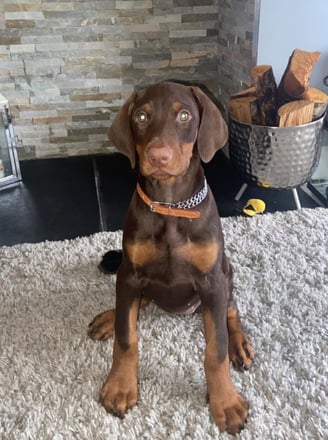 Doberman Puppies for Sale