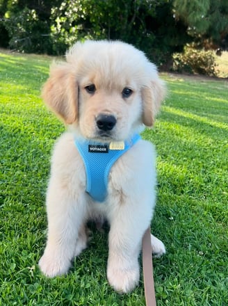Dogs & Puppies for sale SA - South Africa