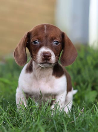 Dogs & Puppies for sale SA - South Africa