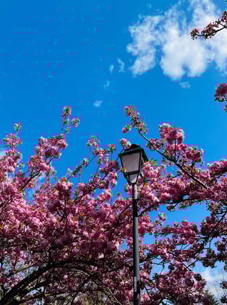 fleurs de cerisiers floraison paris
