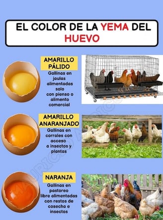 a poster with a picture of a chicken in a cage