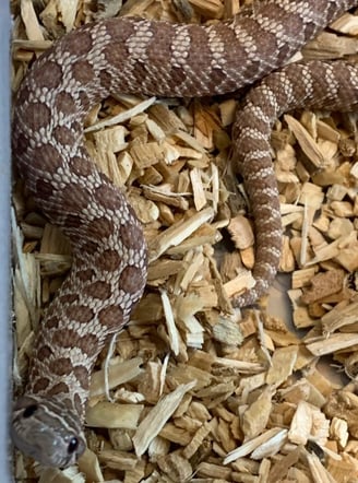 Lavender western hognose looking up