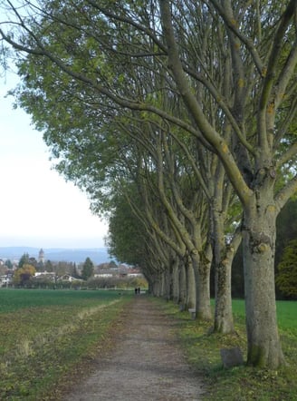 Uma intervenção urbana que transformou a paisagem da cidade de Kassel, na Alemanha, plantando 7.000