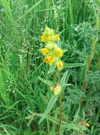 Yellow Rattle