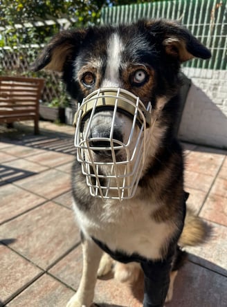 Hund mit Maulkorb - Maulkorbberatung Düren