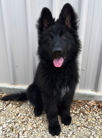 Dogs & Puppies for sale SA - South Africa