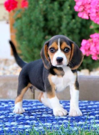 Puppies for Sale 