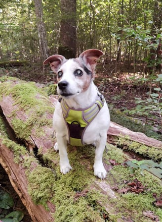 Bild von einem Hund der auf einem Baumstamm sitzt, mit Wald im Hintergrund