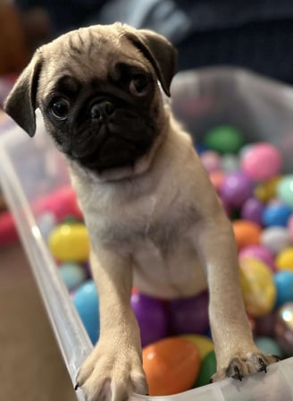 Dogs & Puppies for sale SA - South Africa